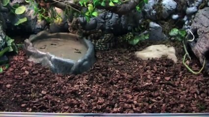 Morelia spilota cheynei "jungle carpet python" 2