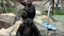 Spirit of Africa - Chimpanzees feeding at Munich Zoo - Tierpark Hellabrunn