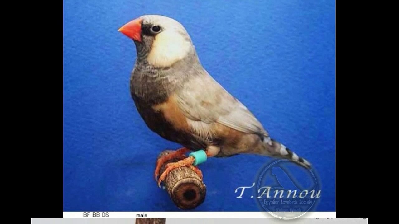 Zabra finch   Pastel