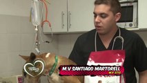 Amores Perros y Otros Amores - Micro Royal Canin desde el Hospital Veterinario Córdoba