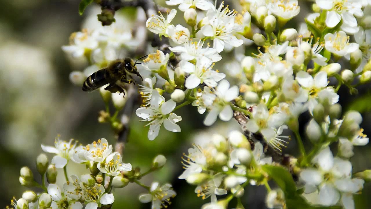 la ruche- chapitre 1- construction d'un rucher