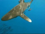 Snorkeling with Sharks - Schnorcheln mit Haien (Longimanus)