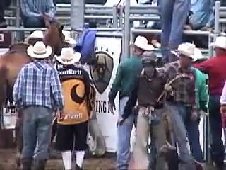 ثور ينطح خيل