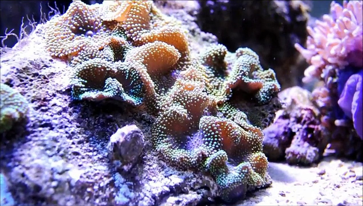 Dragon Moray Eel Pair