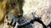 Lion Vs Cheetah - Male lion kills 2 cheetahs