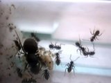 Lasius niger - One Day in Spring