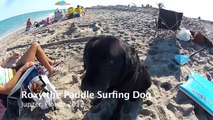 Surfing Dog Catches Wave on Paddle Board - Jupiter, FL