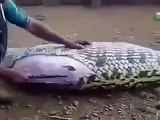 Animal Attacks Compilation 2015 shocking videos when animals attack BEST OF caught on came