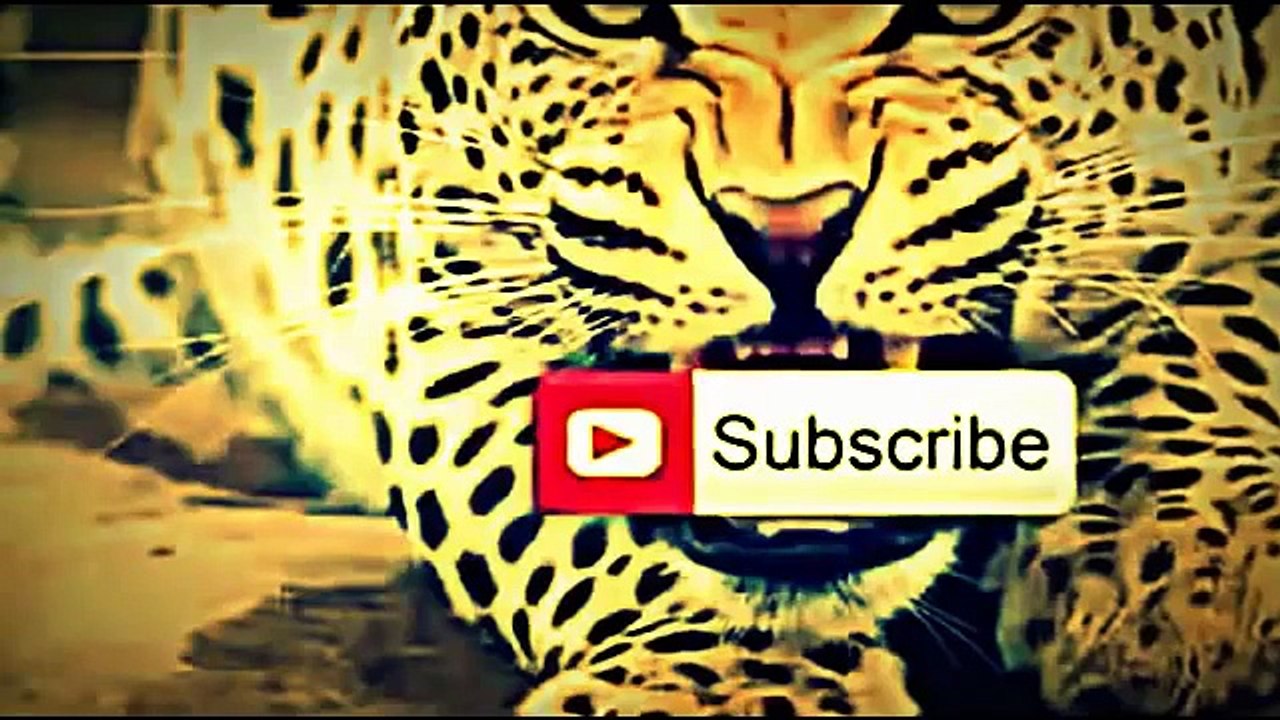 Animal Attack Compilation Caught On Camera 2014