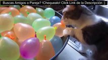 25 Funny animals videos, Witzige Tiere Videos, Divertidos videos de animales