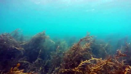 Diving with Orcas - Little Barrier, New Zealand