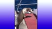 Seelöwenbaby rettet sich zu Menschen auf Boot