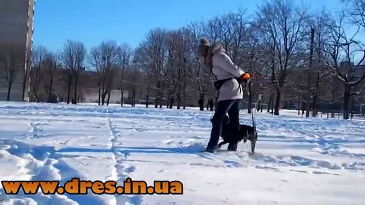 Самый главный секрет дрессировки