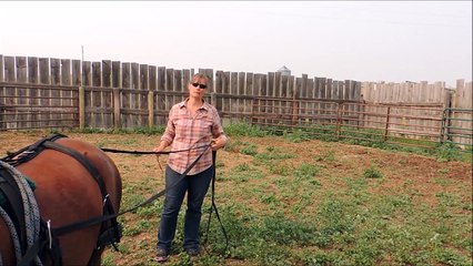 Cherry Ridge Ponies - Sonnet - training Video 5 - driving reining harness