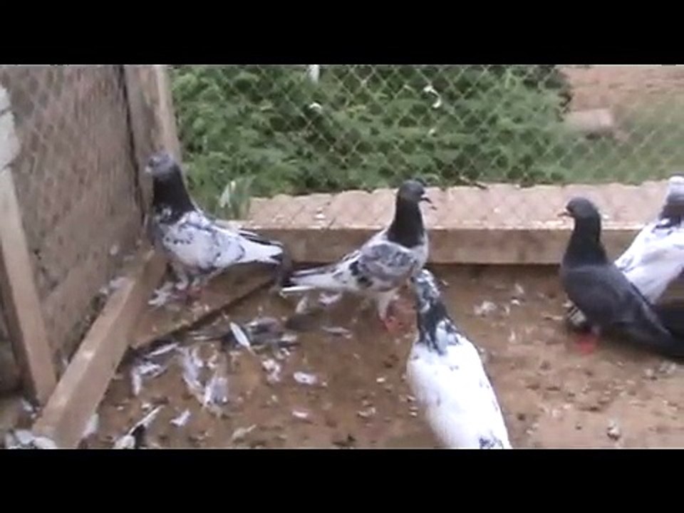 kabootar bazi by tasadaq rawana and ustaad asghar phalia 4