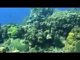 honduras roatan snorkeling - video :  swimming with turtles