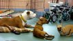 Legless Mutant Chihuahua Dachshund attacks paralyzed pitbull!!!!