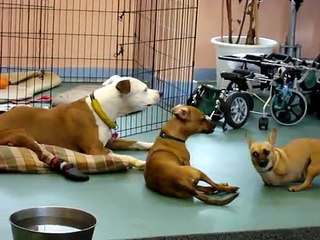 Legless Mutant Chihuahua Dachshund attacks paralyzed pitbull!!!!
