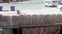 Hero cat saves boy from dog attack