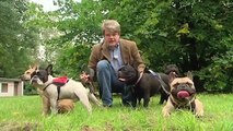 Französische Bulldogge - Tierarzt Hamburg » Dr. med. vet. Fabian von Manteuffel