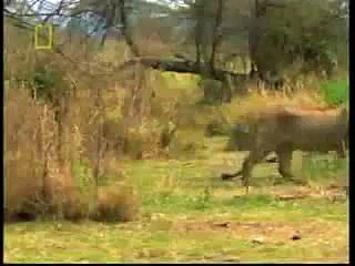 Girafa ataca a leones ¡Y MIREN LO QUE PASA!