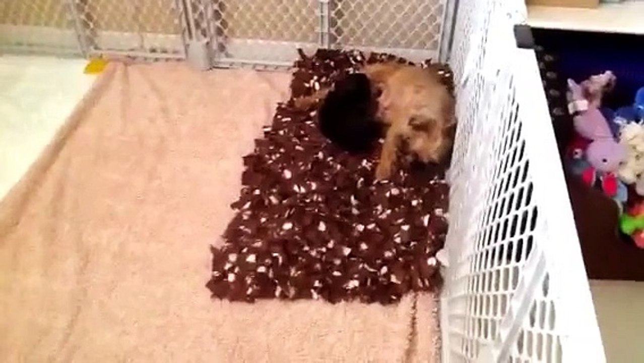 Brussels Griffon Puppies