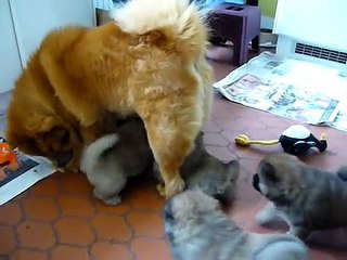 Chow Chow Puppies 3