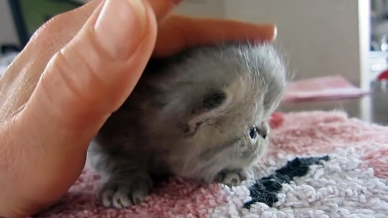 エキゾチックショートヘアーの子猫　くれはちゃん
