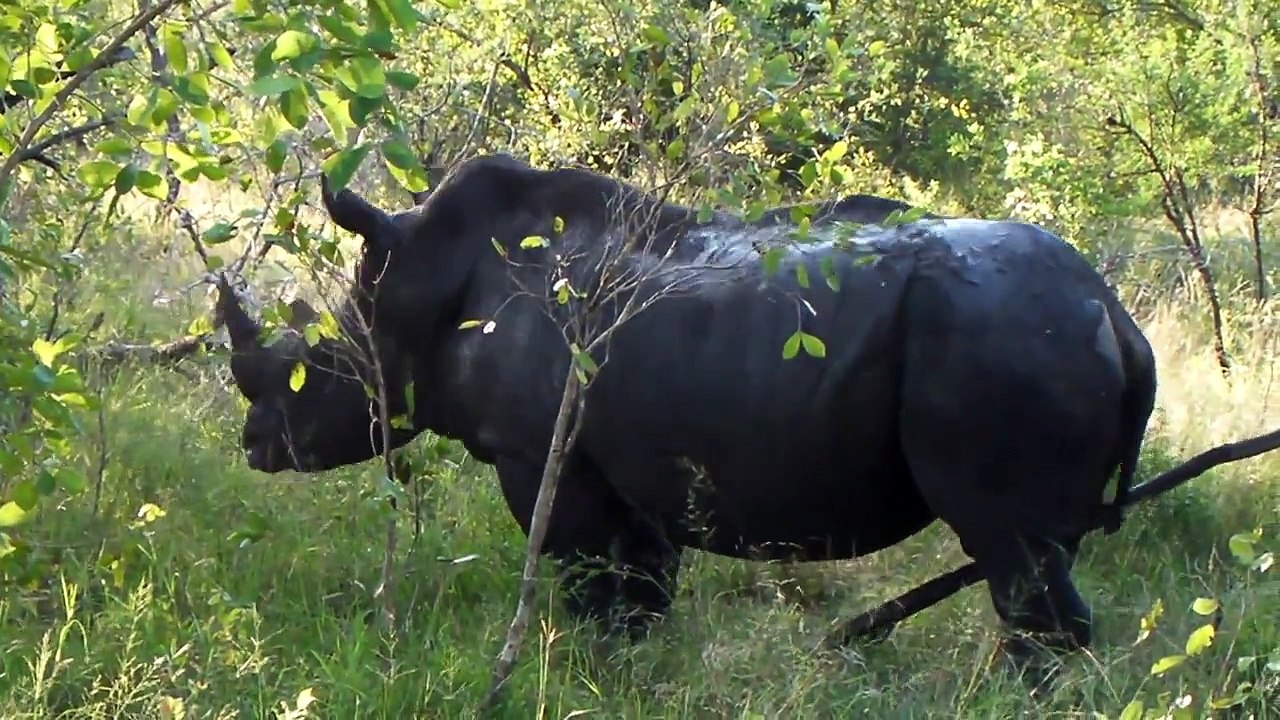 Rhino Itching himself on a tree