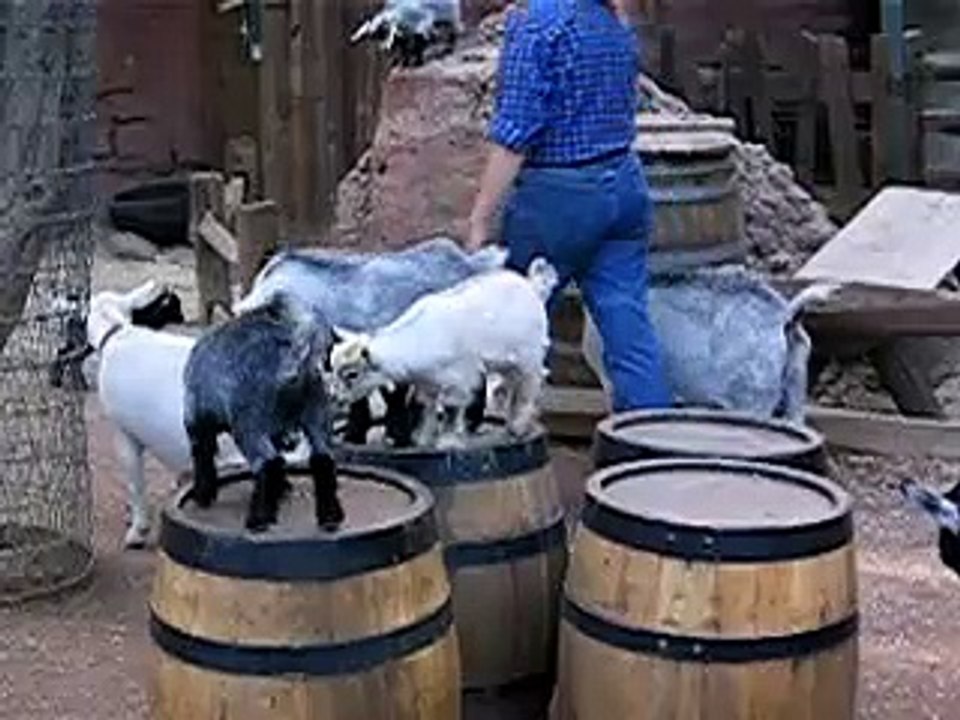 Cute little Goats