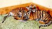 Cute Baby Tiger Cubs Cuddle keepers at San Diego Zoo 4 CNN =)