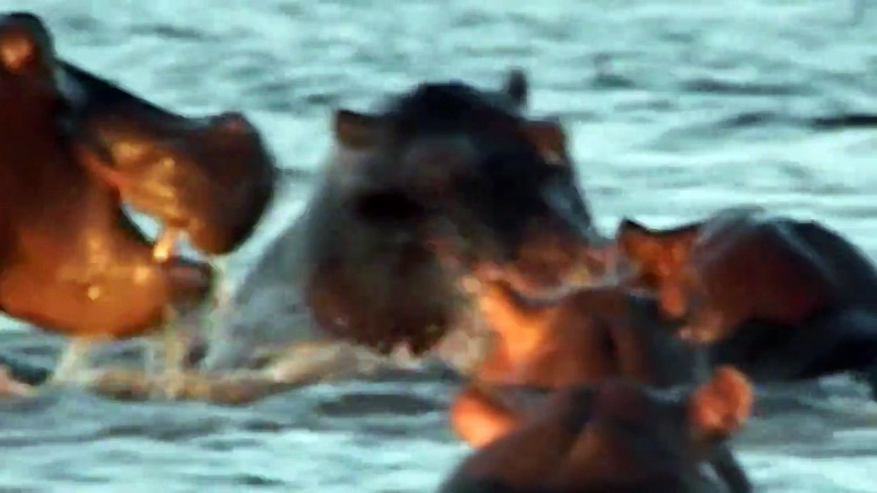 Hippo Killing a Baby Hippo in Africa