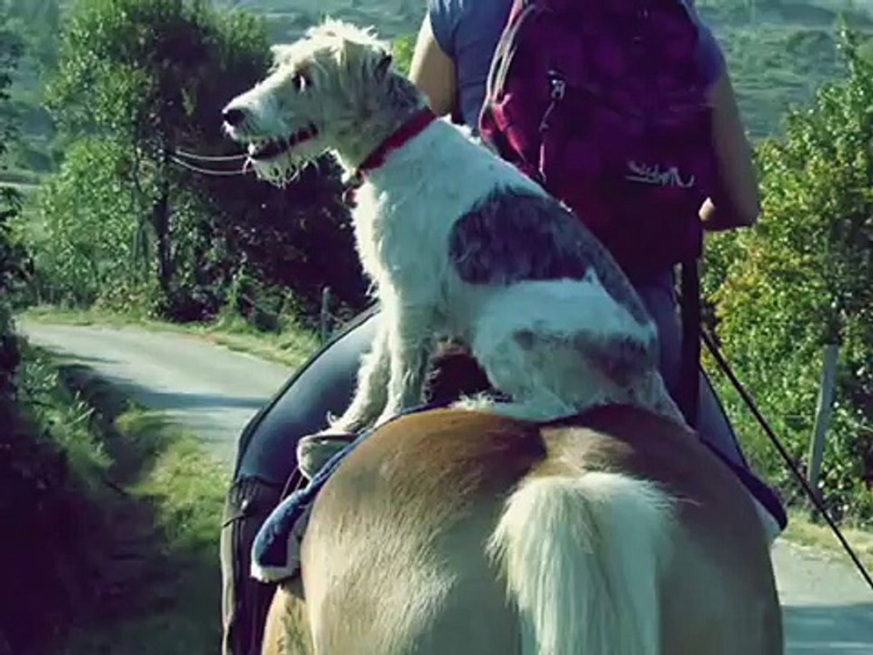 Un maitre n'est plus rien sans son chien - Bilou, mon chien, tu va me manquer..