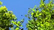 Adela reaumurella moths swarming around a young oak in late April