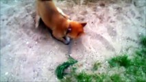 10 Funniest Shiba Inu Videos Video Dailymotion