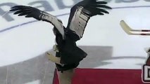 Hockey mascot breaks loose, flees arena | Andean Condor got Loose from Handler