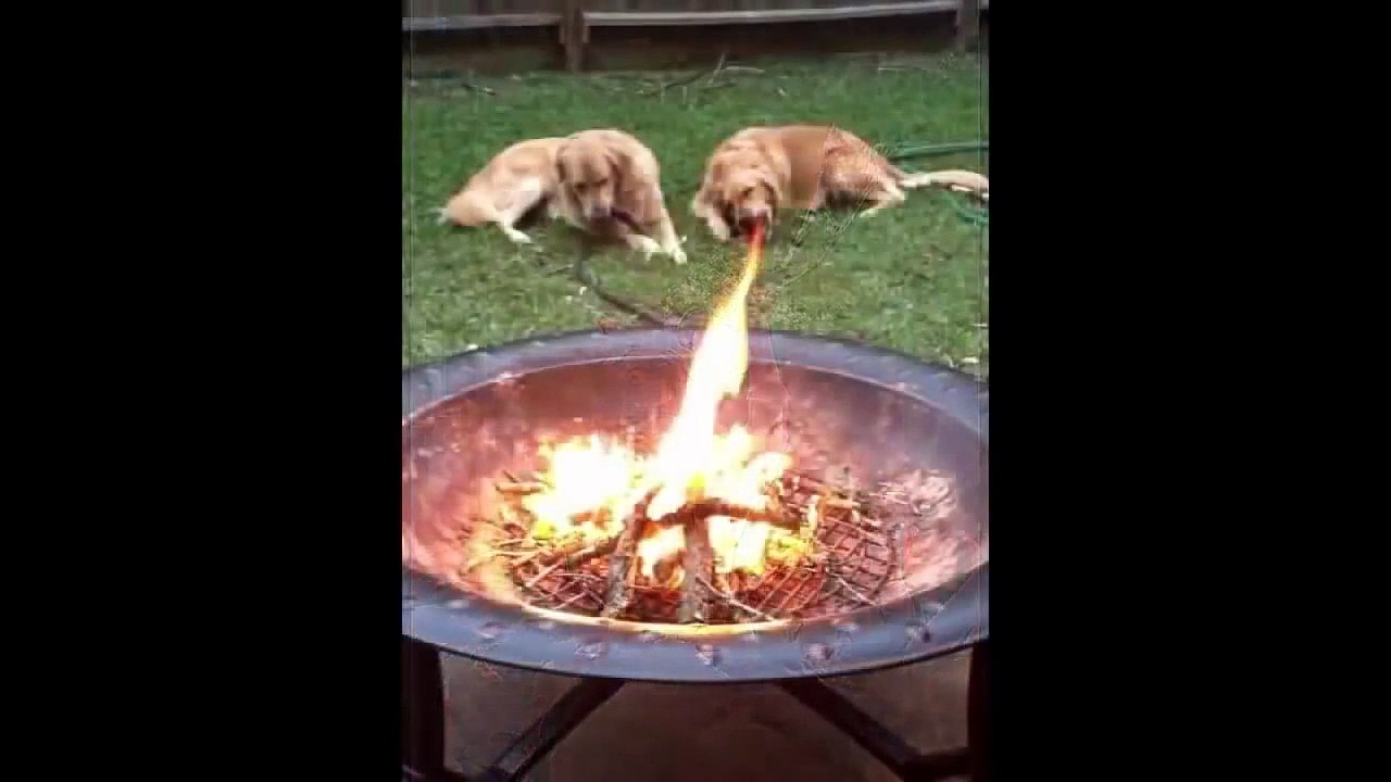 Right Moment Pics ● Oops ● Funny Fail Huge Compilation 2015 HD✔