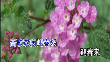 降央卓玛  红梅赞 Jamyang Dolma Praise the pink plum flower