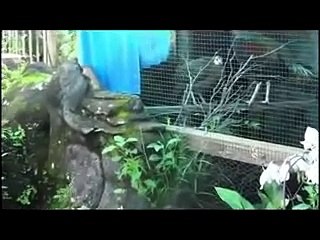 suara ayam hutan hijau