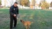 Police dog for detection - narcotic detection, explosive detection...high ball drive