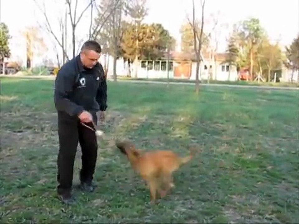 Police dog for detection - narcotic detection, explosive detection...high ball drive
