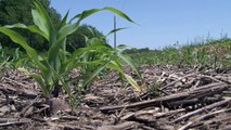Corn & Soybean Planting - Roger Elmore - March 27, 2015