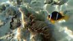 Red Sea clownfish / anemonefish (Amphiprion bicinctus)