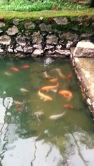 Monster Arowana, koi and giant gourami in my Fish pond