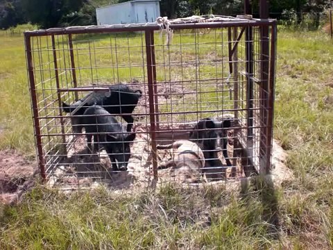 pig bomb texas wild boar trapping hunting tusker