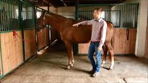 Dopasowywanie siodła - część I - 'W którym miejscu na grzbiecie konia powinno leżeć siodło?'