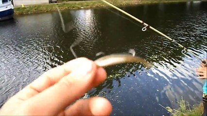 pêche de la perche /perch fishing