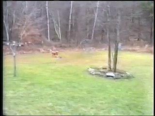 1 chien, 5 frisbees