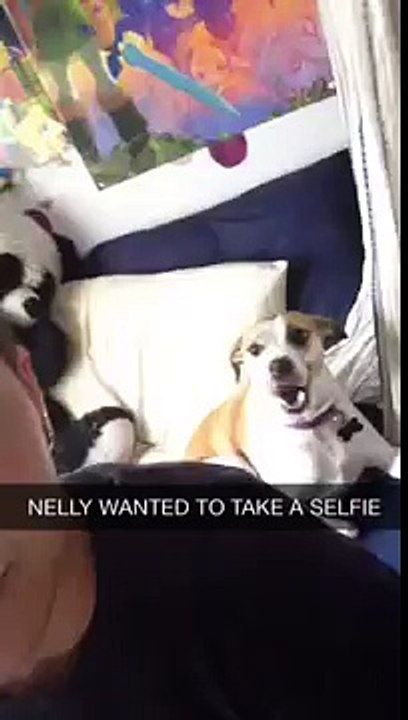 Un chien veut faire un selfie