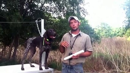 Teach Your Dog To Fetch - Trained Retrieve - "Hold" Walking Up & Down The Table